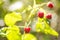 Raspberry on plant, Rubus idaeus