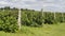 Raspberry plantation