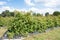 Raspberry Plants