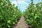 Raspberry plants in a greenhouse