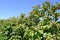 Raspberry Plants - ripening raspberries on plantation in summer