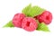 Raspberry raspberries berry berries fruit leaves isolated on white