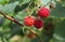 Raspberry red berry, tasty, ripe, on a branch with green leaves