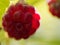 Raspberry, or Rubus idaeus, also called red raspberry or occasionally as European raspberry illuminated by sunlight