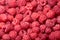 Raspberry (Rubus idaeus) background