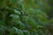 Raspberry shoots with green unripe berries