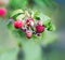 Raspberry shrub during drought