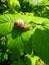 raspberry snail on a green leaf of a garden park