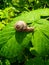 raspberry snail on a green leaf of a garden park