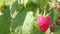 Raspberry in the summer garden