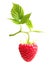 Raspberry twig with ripe berry isolated