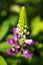 Raspberry unusual pyramidal flower Lupinus