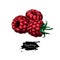 Raspberry vector drawing. Isolated berry group sketch on white b