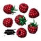 Raspberry vector drawing. Isolated berry sketch on white backgro