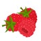 Raspberry vector.Fresh raspberry illustration