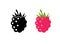Raspberry vector icon illustration. Flat berry sweet healthy organic fruit raspberry blackberry