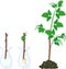 Raspberry vegetative reproduction scheme. Growth stages from propagule stem cutting to first year cane primocane of raspberry