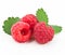 Raspberry on a white background