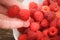 Raspberry in woman`s hand. The raspberries on a plate in the background