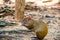 Rat or agouti rodent animal sitting in rainforest of Honduras