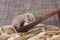 Rat but the background of kitchen things. Decorative pets