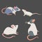 Rat breeds icon set flat style isolated on white
