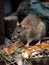 A rat darting across a pile of garbage its little paws clutching bits of moldy food.. AI generation