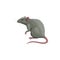 Rat icon, pest control extermination, deratization