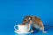 The rat invites you to drink coffee. White cup with drink. Rodent isolated on a blue background for inscription and