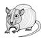 Rat or mouse head vector animal illustration for t-shirt.