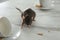Rat near dishes on table. Pest control