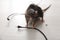 Rat near gnawed cable. Pest control