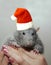 Rat in the New Year Santa Claus hat