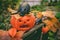 A rat nibbles a pumpkin ready for Halloween outside in the fall