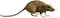 Rat Pest Rodent Isolated Illustration