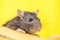 Rat, rat, pretty, tail, gray, , infection, anti, sanitary, portrait