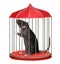 Rat in red rodent cage