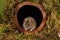 A rat sat inside a drainpipe