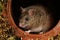 A rat sat inside a drainpipe