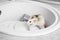 Rat in sink with dishes. Household pest