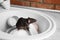 Rat in sink with dishes. Household pest