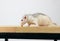 Rat sitting on the wooden table and eating bread.