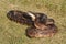 Rat snake