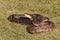 Rat snake