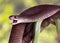 Rat snake also known Indian rat snake, oriental ratsnake, dhaman close - up view