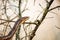 Rat snake crawls on the dry twigs