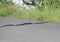 Rat Snake Crossing the Road of National Park