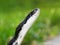 Rat Snake (Elaphe obsoleta)