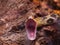 Rat snake (Elaphe taeniura)
