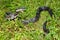 Rat Snake Illinois Wildlife